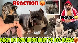 Thumbnail: Oggy ko new born baby pe aya gussa😡Sikandar or beast k sth prank kr dea😂