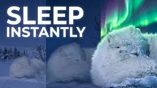 Thumbnail: Soft Piano Sleep Music; 432Hz for Deep Sleep & Anxiety Relief (Arctic Fox)