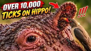 Thumbnail: This Hippo Was Covered in HUGE Blood-Filled Ticks!