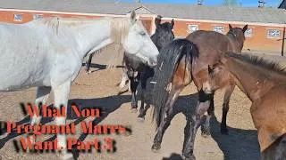 Thumbnail: What Non Pregnant Mares Want  Part 3