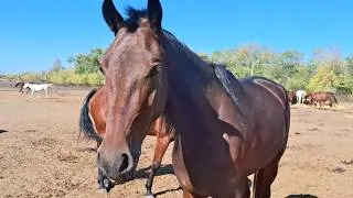 Thumbnail: The herd is taking a break from the heat – the horses are also taking a lunch break  Part 2