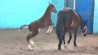 Thumbnail: A playful chestnut foal on a walk with his mother