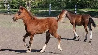 Thumbnail: Happy foals with their mothers on a walk in the paddock in spring