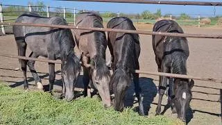 Thumbnail: Our girls love to eat well and they love to relax!