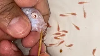 Thumbnail: 🐟🤍 The White Fish Is Giving Birth! 😍👶 | Amazing Underwater Moment! 🐠✨