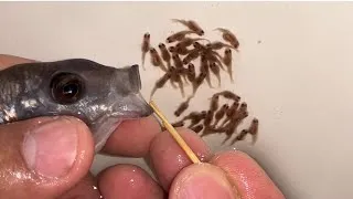 Thumbnail: 🌊💙 Miracle of Life: Kadango Cichlid Giving Birth! 🐠✨