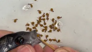Thumbnail: 🎥🐟 Watch This Kadango Cichlid Release Her Babies! 😍