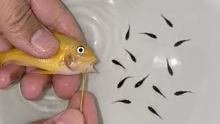 Thumbnail: 🎥🐠 Rare Greshakei Cichlid Birth Moment Captured! 🔥