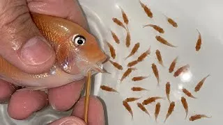 Thumbnail: 😍🐟 Nature at Its Best – Greshakei Cichlid Giving Birth!