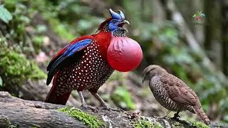 Thumbnail: Top 12 Most Colorful Birds in the World to Soothe Your Soul 🌈🦜   4K Nature Sound ASMR