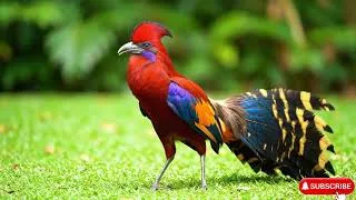 Thumbnail: Top 15 Most Colorful Birds in the World to Soothe Your Soul 🌈🕊️   4K ASMR