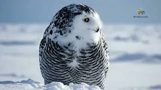 Thumbnail: Top 15 Most Colorful Birds in the World to Soothe Your Soul 🌈🐦   4K ASMR