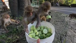 Thumbnail: These monkeys are just like human they absolutely love eating cucumbers & enjoy them just like we do