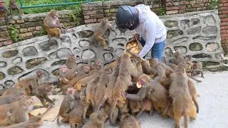 Thumbnail: Hungry Monkeys Couldn't Wait for Their Biscuit Treat