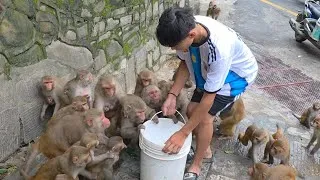 Thumbnail: Drop a LIKE if These Monkeys Made You Smile