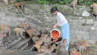 Thumbnail: 2 Buckets of Tomatoes Gone in Minutes
