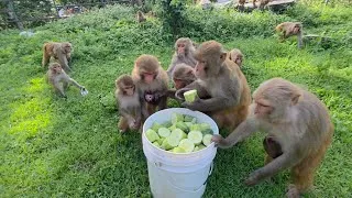 Thumbnail: Watch these adorable monkeys enjoy fresh fruits with pure joy