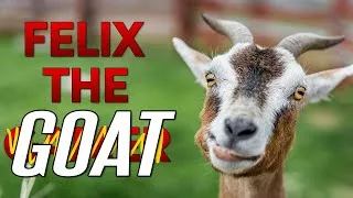 Thumbnail: Felix the Goat
