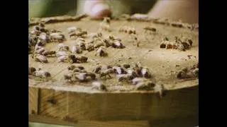 Thumbnail: Reflecting on The Hive Architect