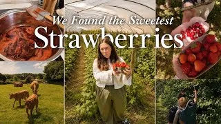 Thumbnail: We Found the Sweetest Strawberries in Cornwall 🍓 | Trevaskis Farm & Homemade Jam