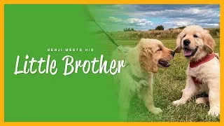 Thumbnail: Cute Golden Retriever Brothers Meet for the First Time Since Going to Their Furrever Homes