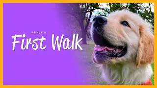 Thumbnail: Cute Golden Retriever Puppy's First Walk