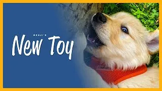 Thumbnail: Cutest Golden Retriever Puppy Gets a New Toy