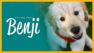 Thumbnail: Cutest Golden Retriever Puppy – First Day Home