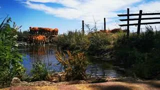Thumbnail: Happy Cows