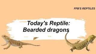 Thumbnail: Bearded Dragons - Reptile Responsibility Series