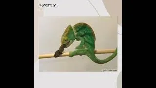 Thumbnail: Welcome to our channel! (reptile care guide intro)
