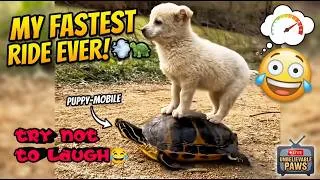 Thumbnail: TRY NOT TO LAUGH! 🤫 Ultimate Funny Fails Compilation 2026