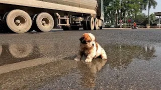 Thumbnail: I Found a Homeless Small Puppy Picking Up Food on a Street , He is Very Hungry