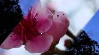 Thumbnail: Schubert: "Abschied von der Erde" D. 829   Fischer-Dieskau, Moore