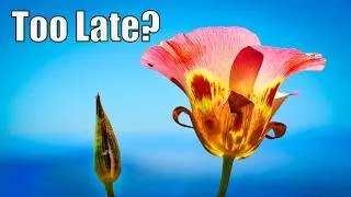 Thumbnail: The Wildflowers Were Almost Gone… But Then This Happened