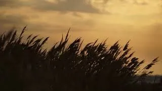 Thumbnail: Neyname (Ambient Middle Eastern Music)