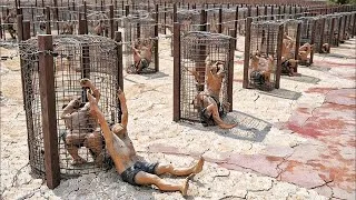 Thumbnail: Is Qaidi Ne Duniya Ki Impossible Jail Ko Break Kiya | The Shawshank Redemption Movie Explained Hindi