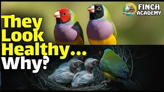 Thumbnail: Healthy Finches, Dead Chicks: What You’re Missing