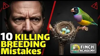 Thumbnail: 10 Breeding Mistakes That Destroy Finch Success