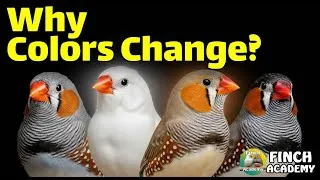 Thumbnail: Zebra Finch Mutations Explained: Colors, Genes & Secrets