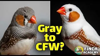 Thumbnail: Gray Finches to CFW : The Mutation Breeders Miss