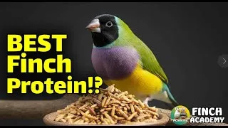 Thumbnail: Black Soldier Fly Larvae: The Finch Feeding Secret