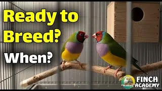 Thumbnail: Finch Breeding Signs Revealed: Ready or Too Soon?