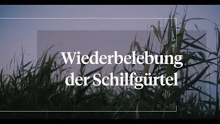 Thumbnail: Natürliche Wasserfilter - Warum Schilfgürtel überlebenswichtig sind