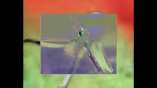 Thumbnail: Jane Weaver - The Watchbird Alluminate (Film)