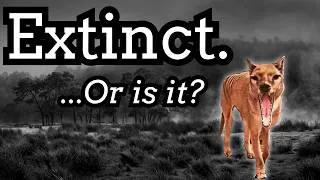 Thumbnail: Is the Thylacine Still Alive?