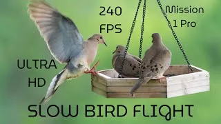 Thumbnail: The BEST backyard bird footage you'll EVER see! 