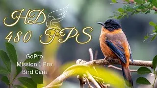 Thumbnail: High Speed Bird Cam | HD 480 FPS GoPro Mission 1 Pro