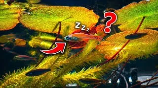 Thumbnail: Can Fish Really Sleep? Watch This Amazing Moment! | Relax With This Aquarium Video 