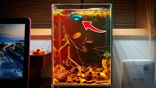 Thumbnail: My Betta Fish's Dream Home: Natural Aquascape Build